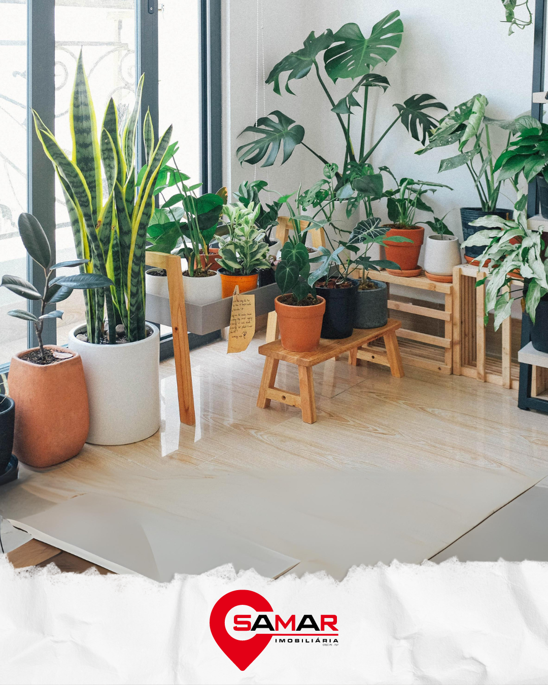 3 Plantas que Atraem Sorte e Prosperidade para Sua Casa
